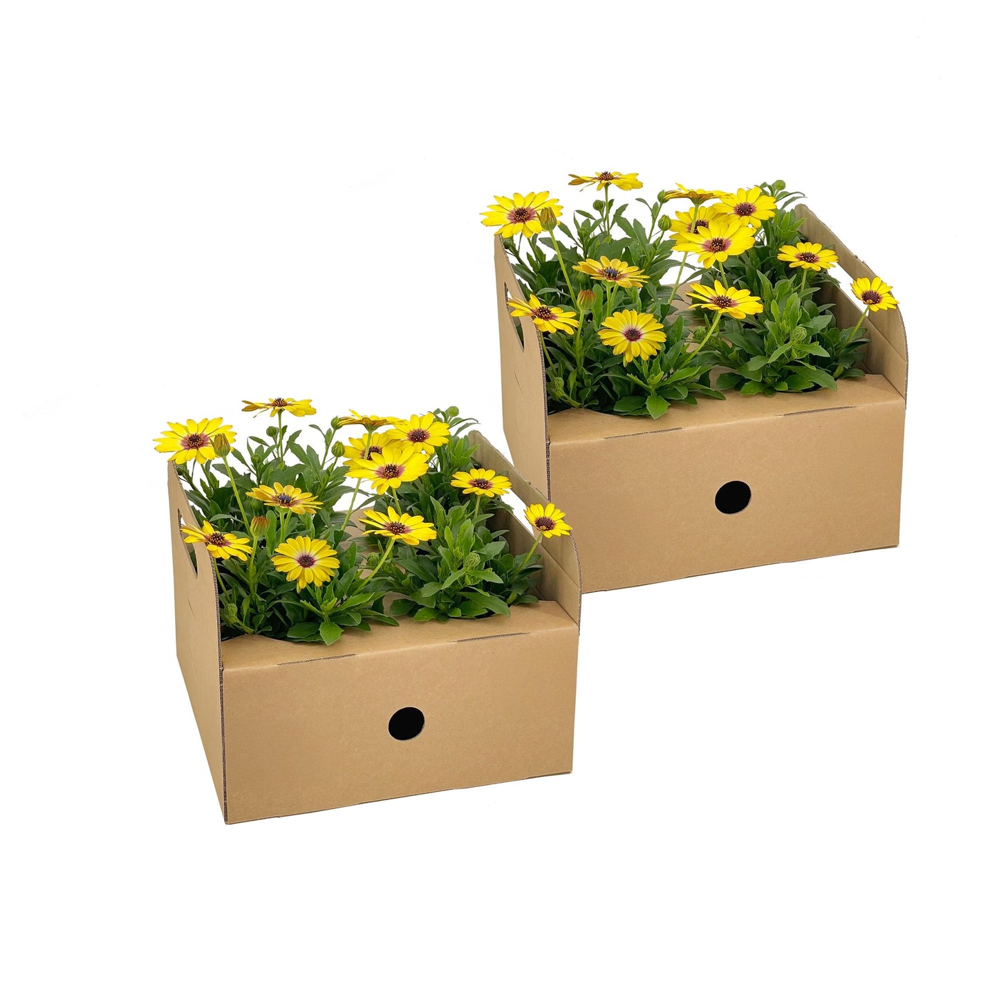 Osteospermum ecklonis ‘Gelb’ – Ø12 cm | ↕20 cm (Set van 8 planten)