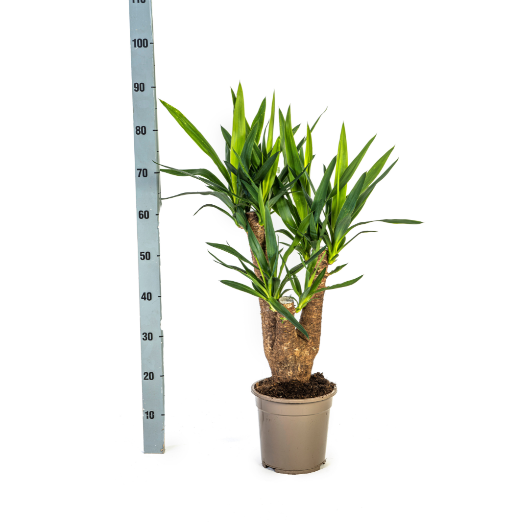 Yucca Elephantipes Vertakt Γ21cm - β60 - 70cm