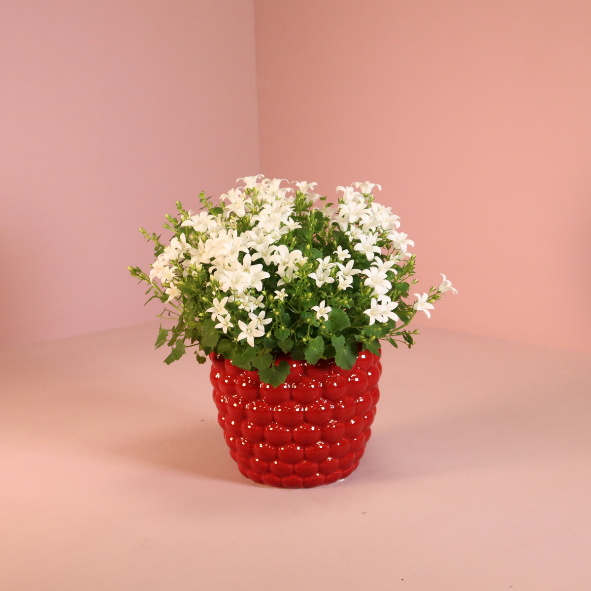 2x Campanula Addenda Ambella White in Berry sierpotten - potmaat 12cm - vaste plant - winterhard
