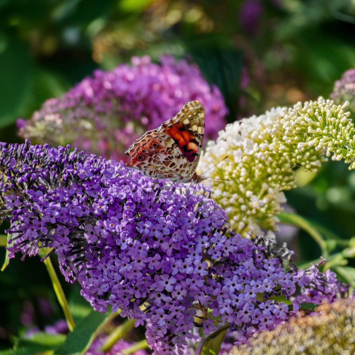 Buddleja davidii ‘Tricolour’ – Vlinderstruik | Set van 3 planten | Ø17 cm | ↕30 cm