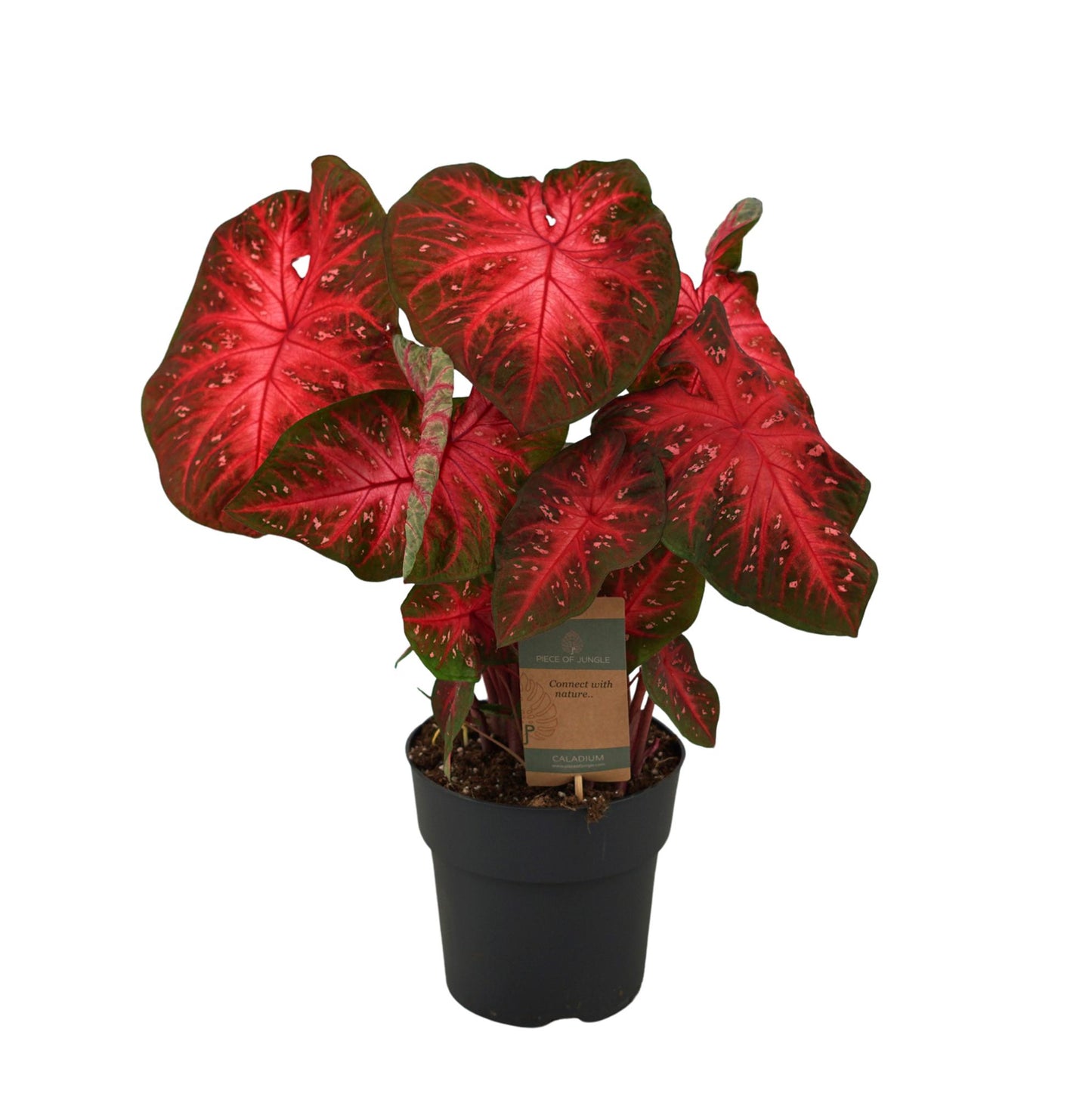 Caladium Carolyn Whorton - 60 cm - Ø21cm