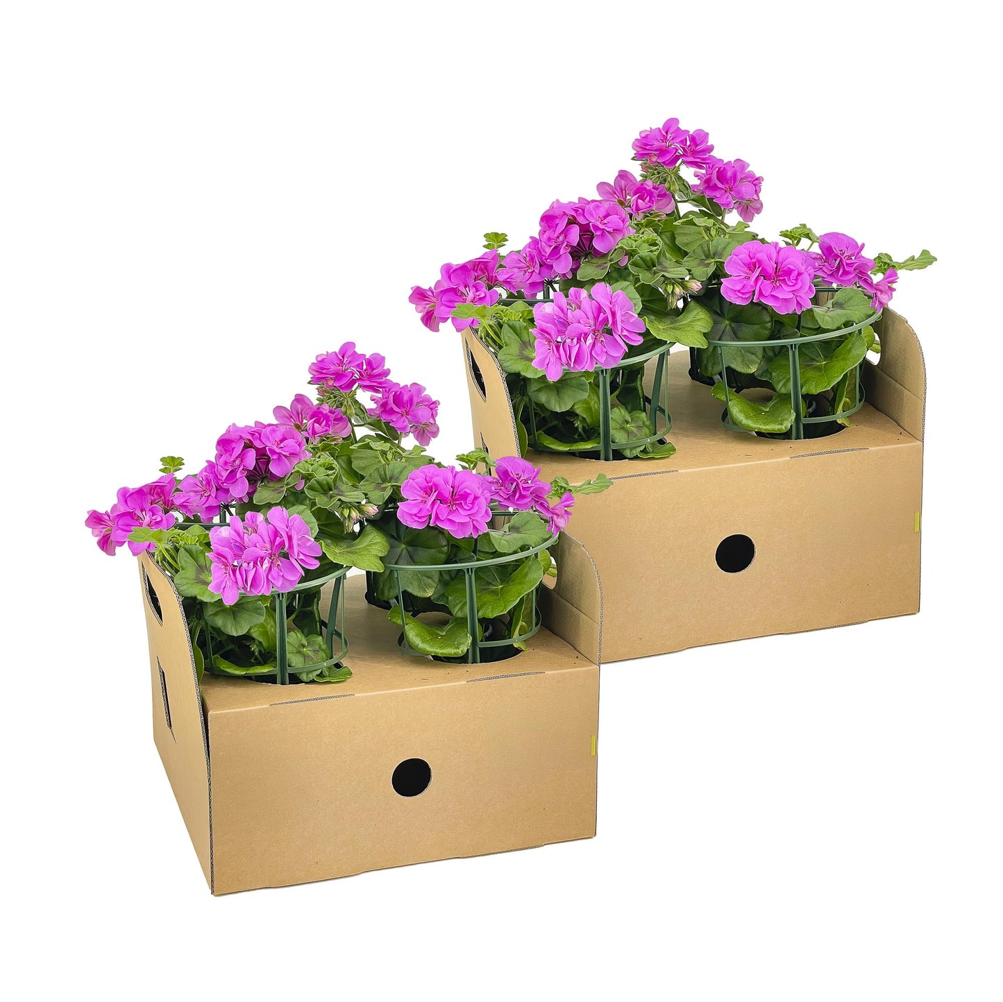 Pelargonium peltatum Violet Ø12 cm - ↕20 cm