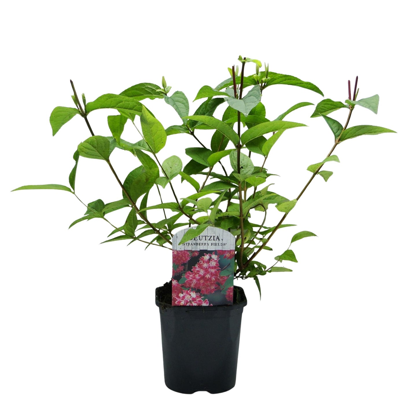 Deutzia hybrida ‘Strawberry Fields’ – Heester | 1 Plant | Ø17 cm | ↕45 cm | Bladverliezend