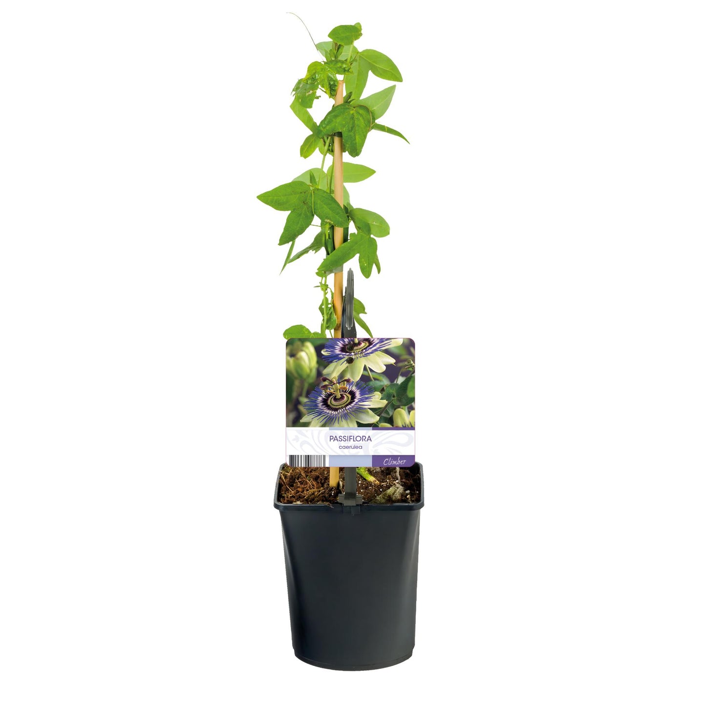 Passiflora caerulea β Passiebloem | Set van 2 planten | Γ11 cm | β40 cm | Weinig onderhoud