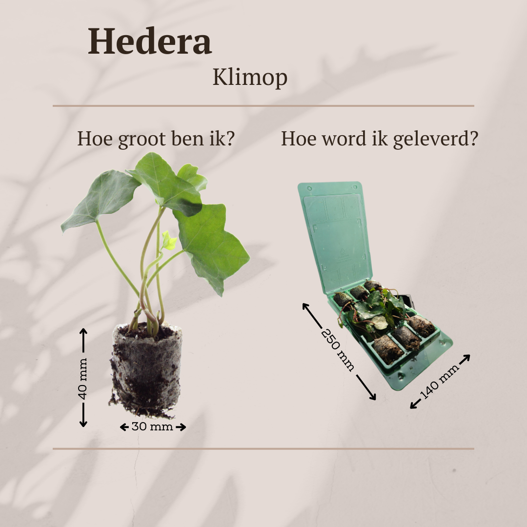 🪴 1. Groen voor Beginners Set
