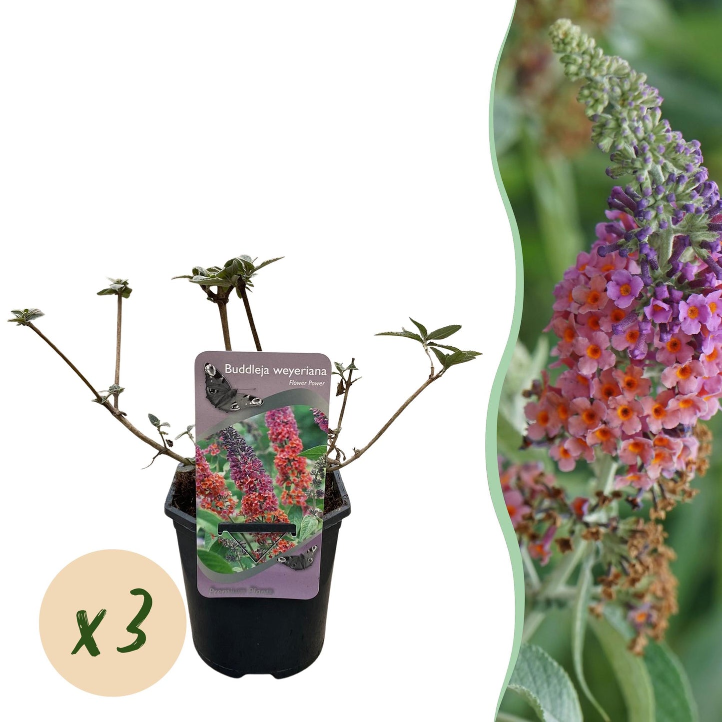 Buddleja davidii ‘Flower Power’ – Vlinderstruik | Set van 3 planten | Ø17 cm | ↕30 cm