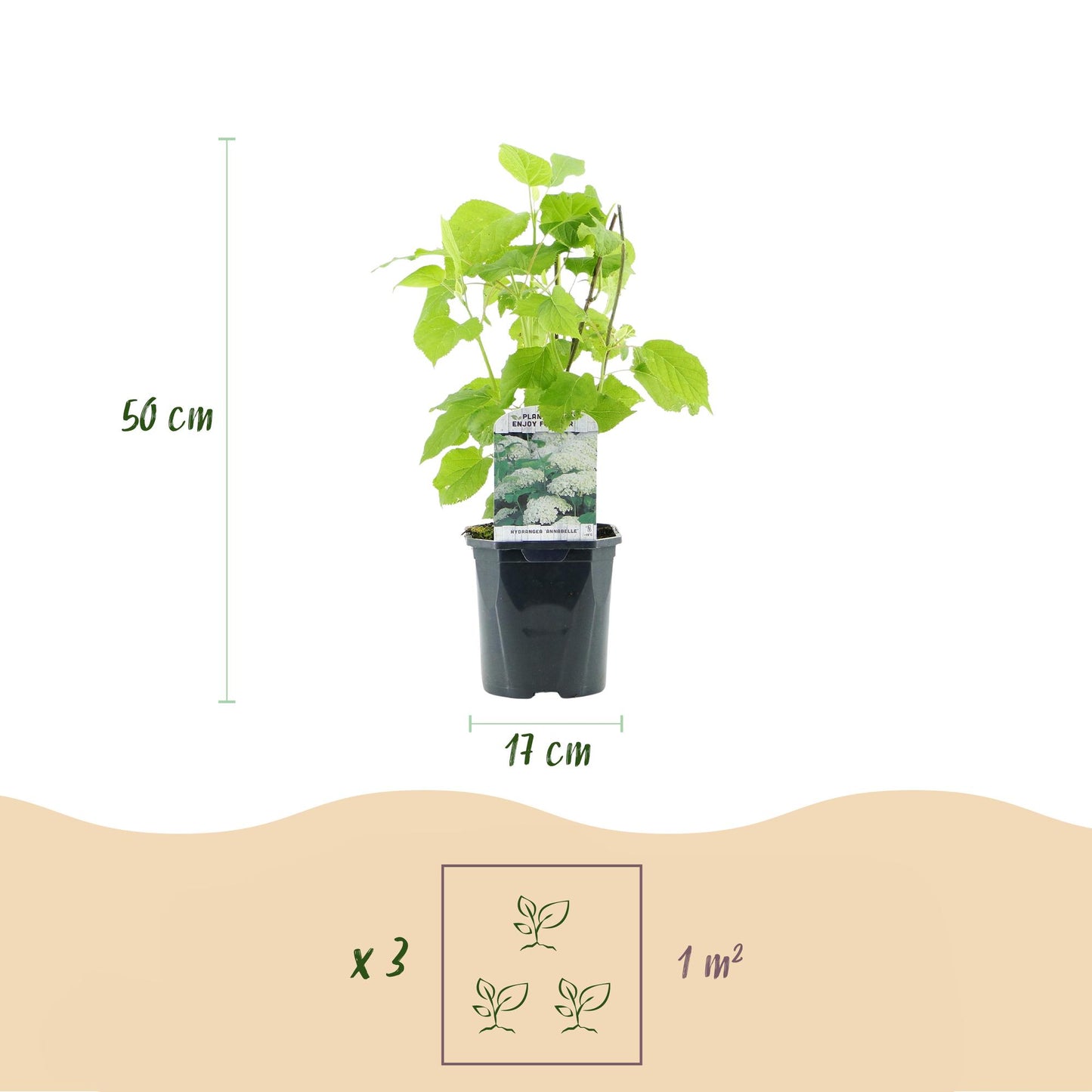 Hydrangea arborescens ‘Annabelle’ – Pluimhortensia | Set van 3 planten | Ø17 cm | ↕50 cm