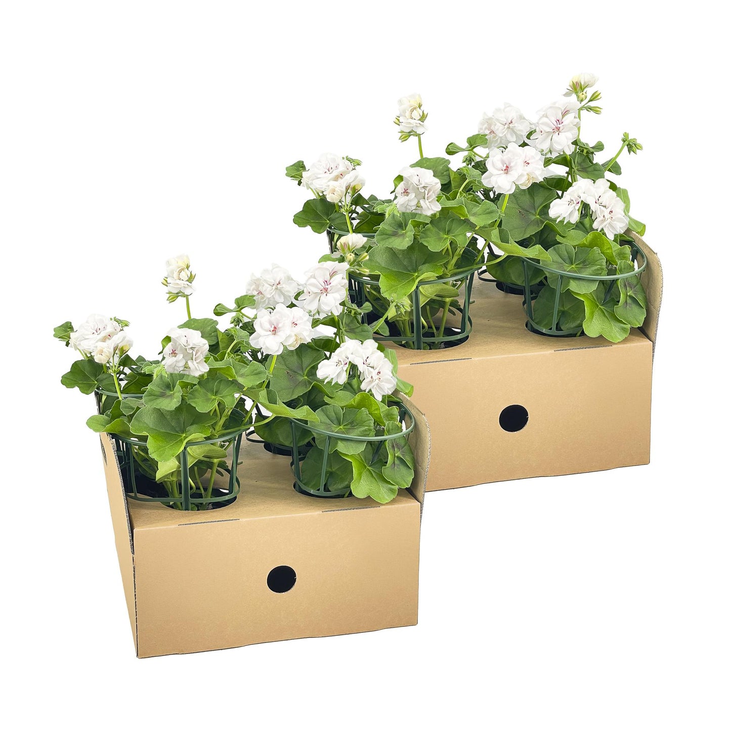 Pelargonium peltatum Violet Ø12 cm - ↕20 cm