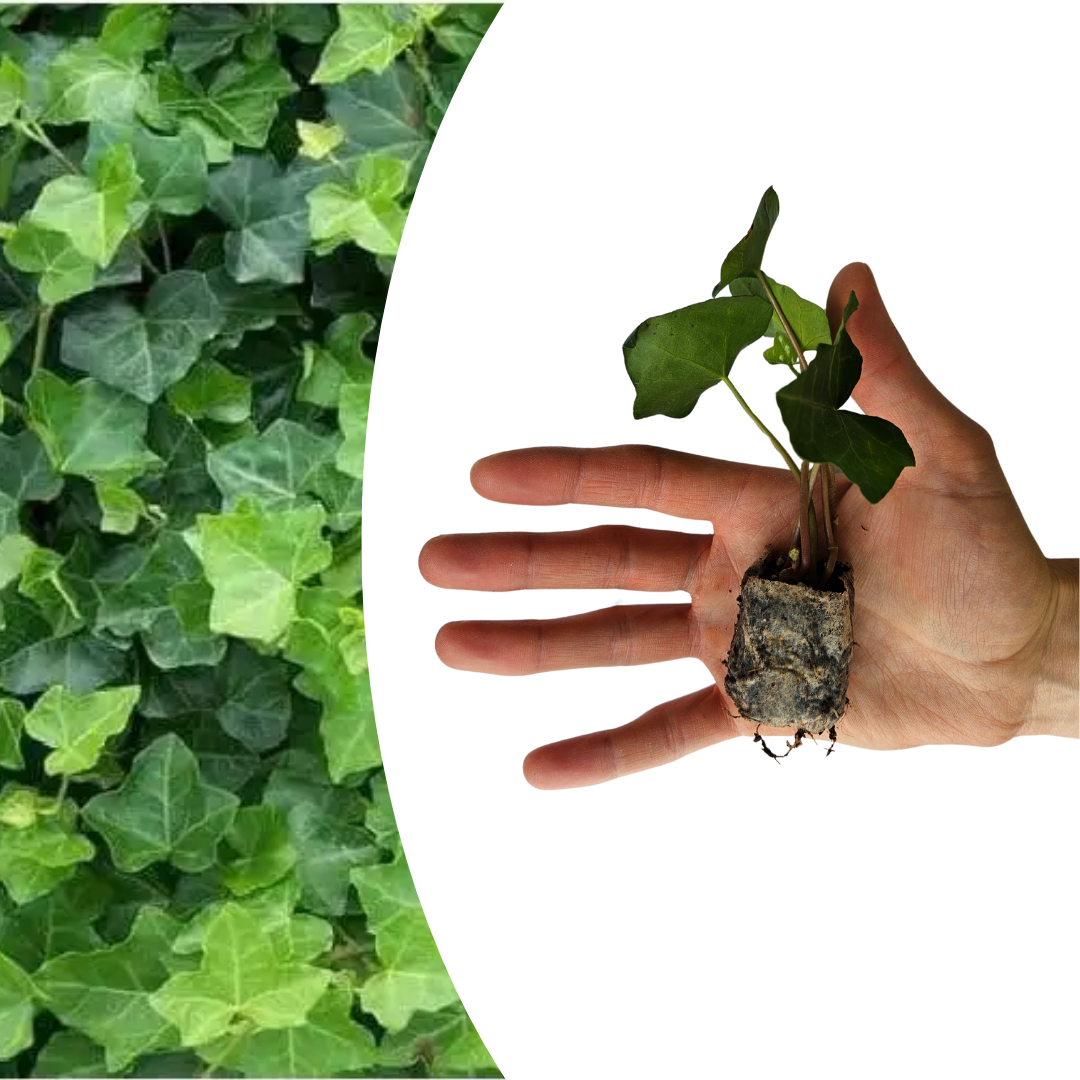 Hedera – 6 Plugplanten | Groeien & Geniet van Groene Bedekking