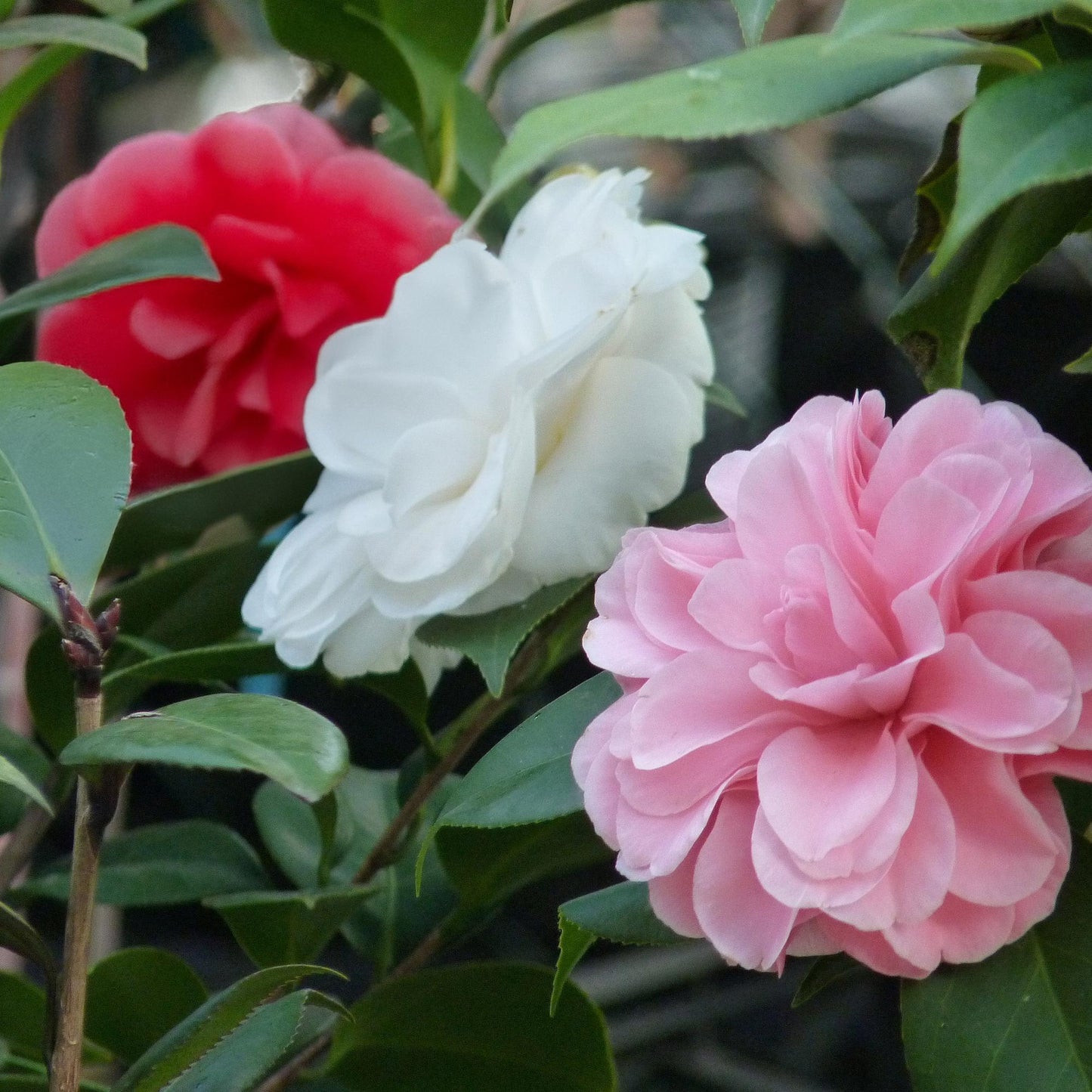 Camelia japonica ‘Tricolour’ – Heesters | Set van 3 planten | Ø15 cm | ↕30 cm | Voor ±1 m² | Groenblijvend