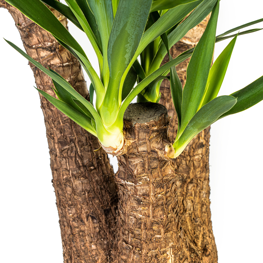 Yucca Elephantipes Vertakt Γ24cm - β80-100cm