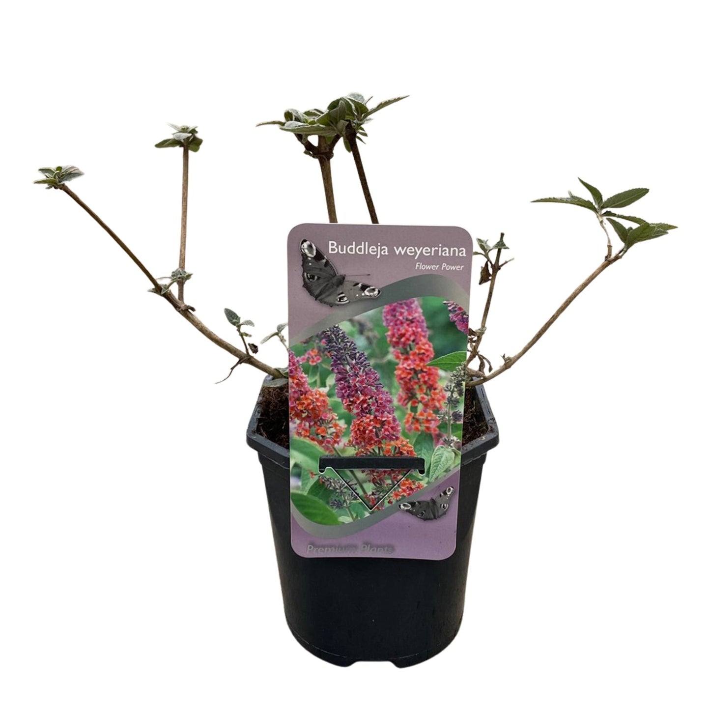 Buddleja davidii ‘Flower Power’ – Vlinderstruik | Set van 3 planten | Ø17 cm | ↕30 cm