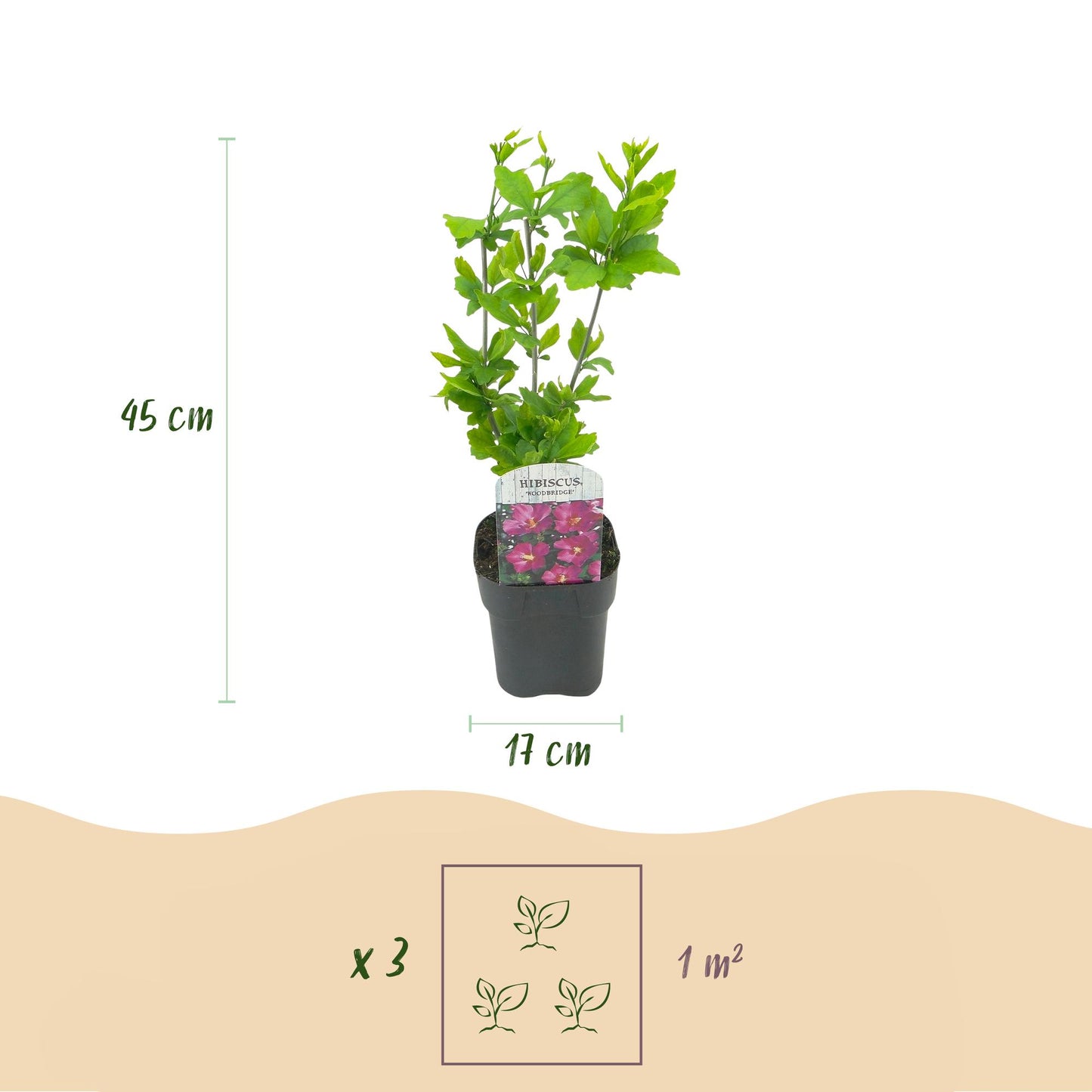 Hibiscus syriacus Tricolour – Set van 3 planten | Ø17 cm | ↕45 cm