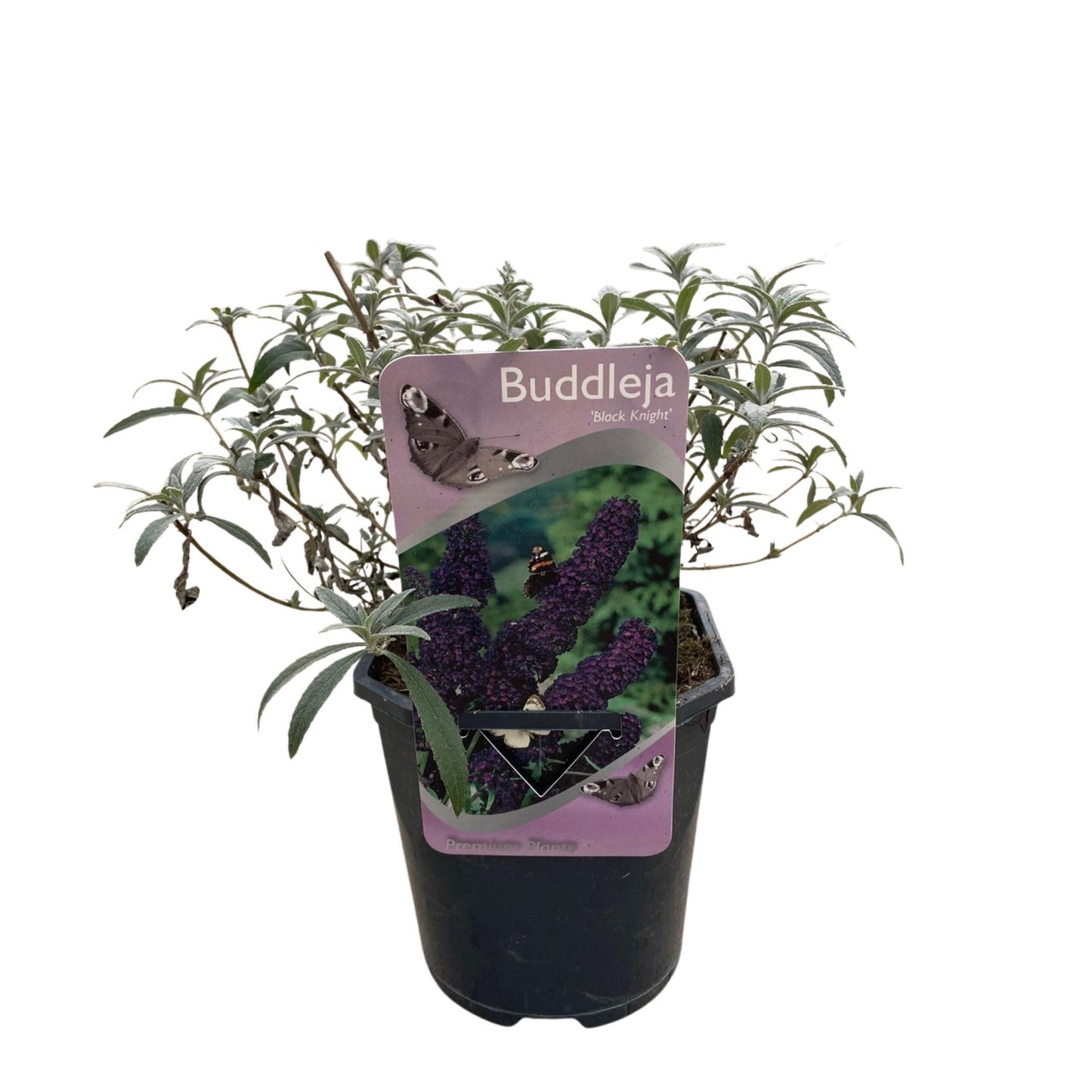 Buddleja davidii ‘Black Night’ – Vlinderstruik | 1 Plant | Ø17 cm | ↕25 cm