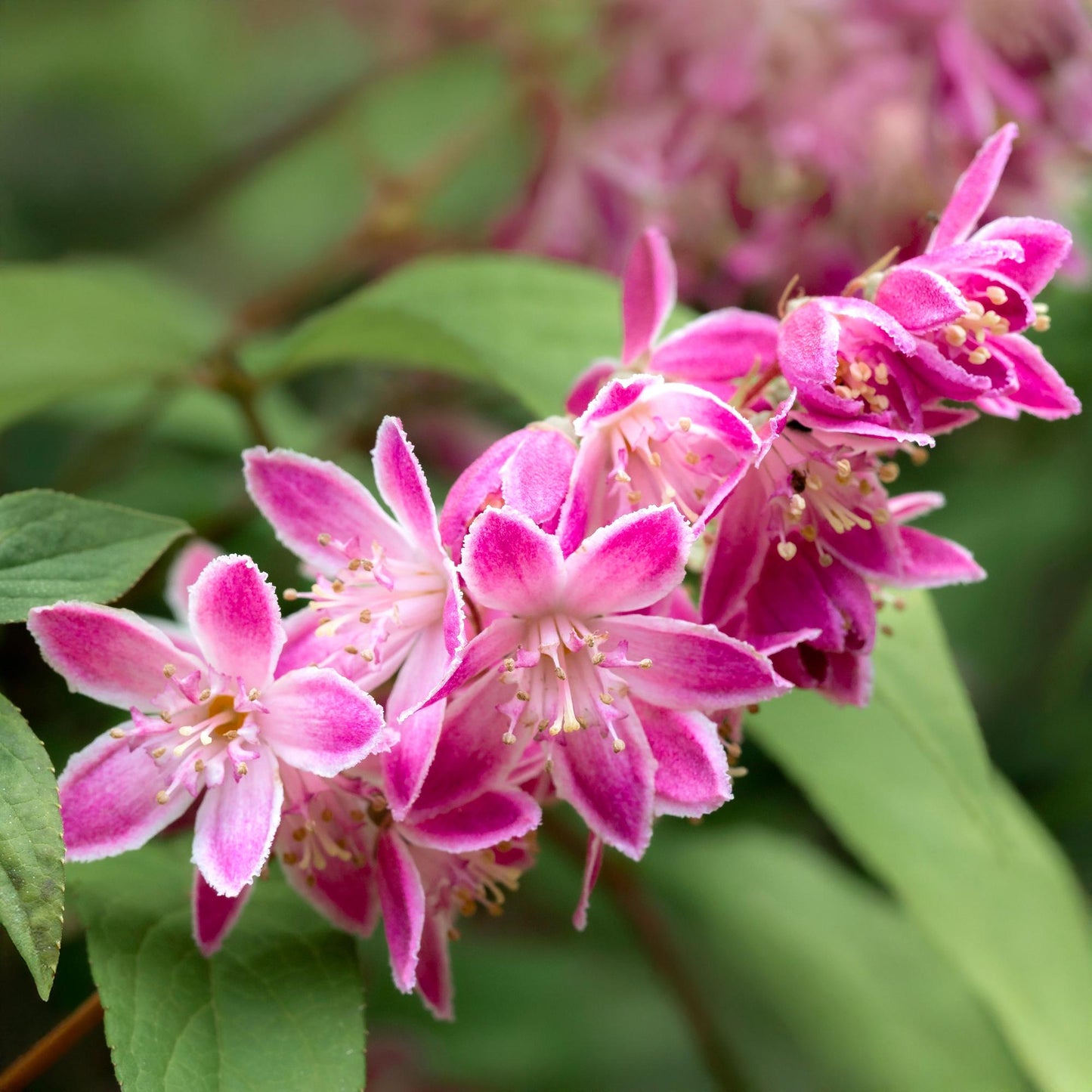 Deutzia hybrida ‘Strawberry Fields’ – Heester | 1 Plant | Ø17 cm | ↕45 cm | Bladverliezend