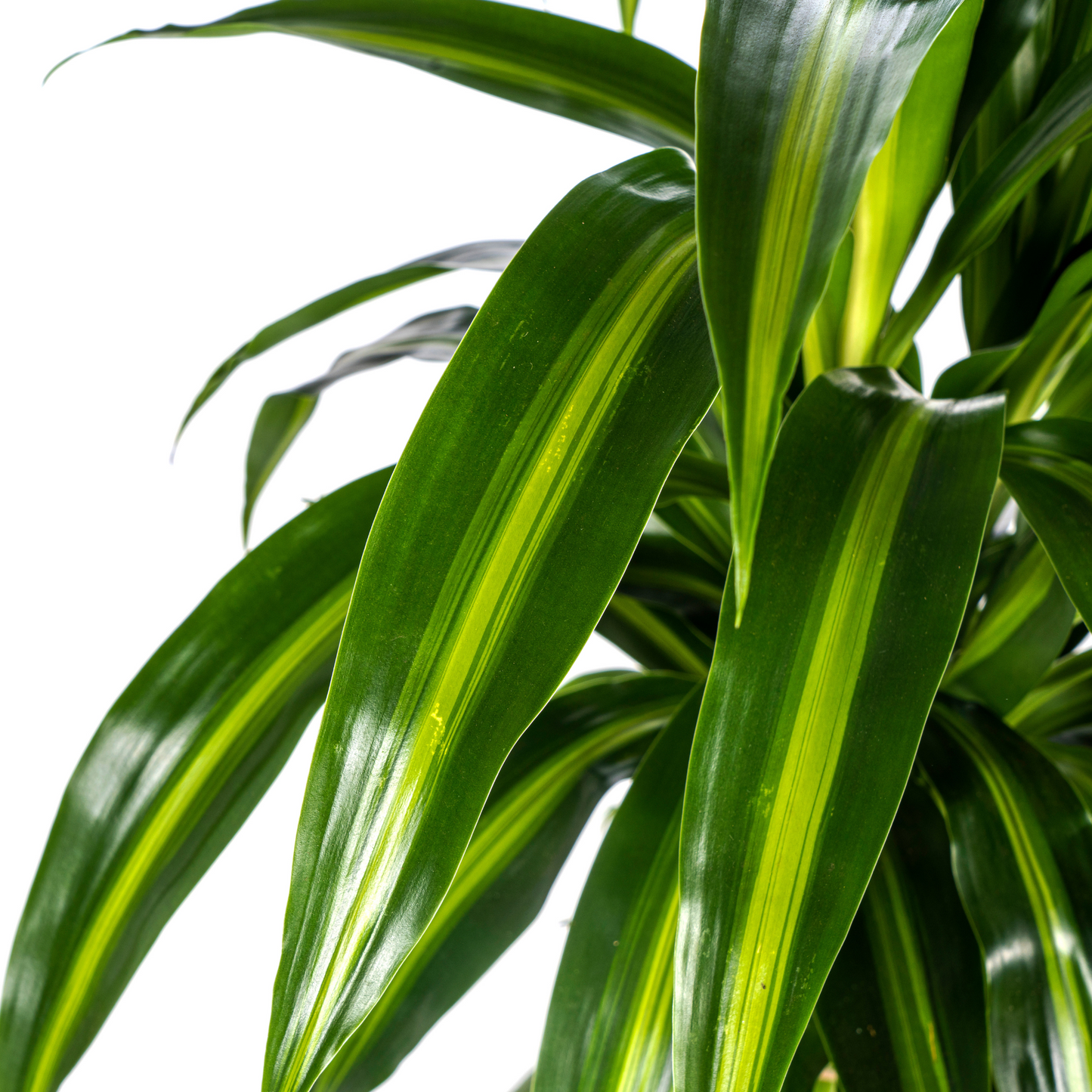 Dracaena Deremensis Hawaiian Sunshine Ø21cm - ↕90 - 110cm