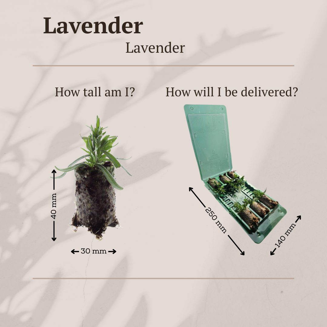 Lavandula 'Hidcote' – 6 Plugplanten | Kweek & Geniet van Prachtige Lavendel
