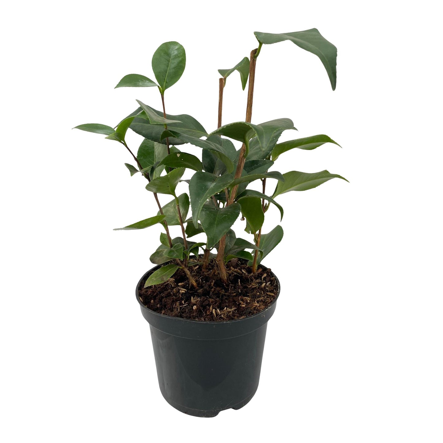 Camelia japonica ‘Tricolour’ – Heesters | Set van 3 planten | Ø15 cm | ↕30 cm | Voor ±1 m² | Groenblijvend