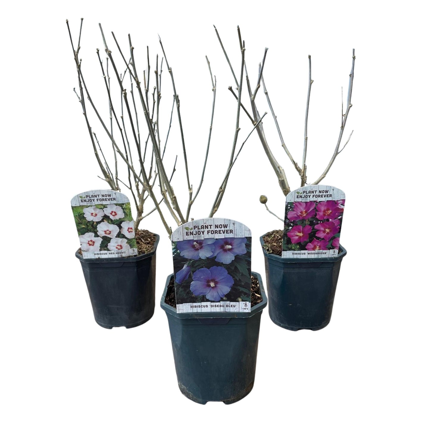 Hibiscus syriacus Tricolour – Set van 3 planten | Ø17 cm | ↕45 cm