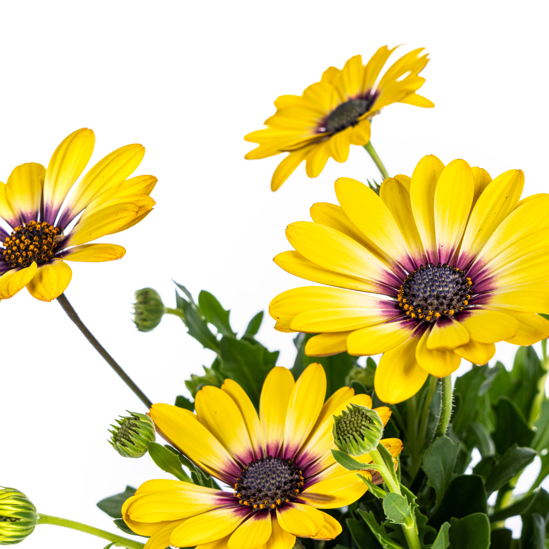 Osteospermum ecklonis ‘Gelb’ – Ø12 cm | ↕20 cm (Set van 8 planten)