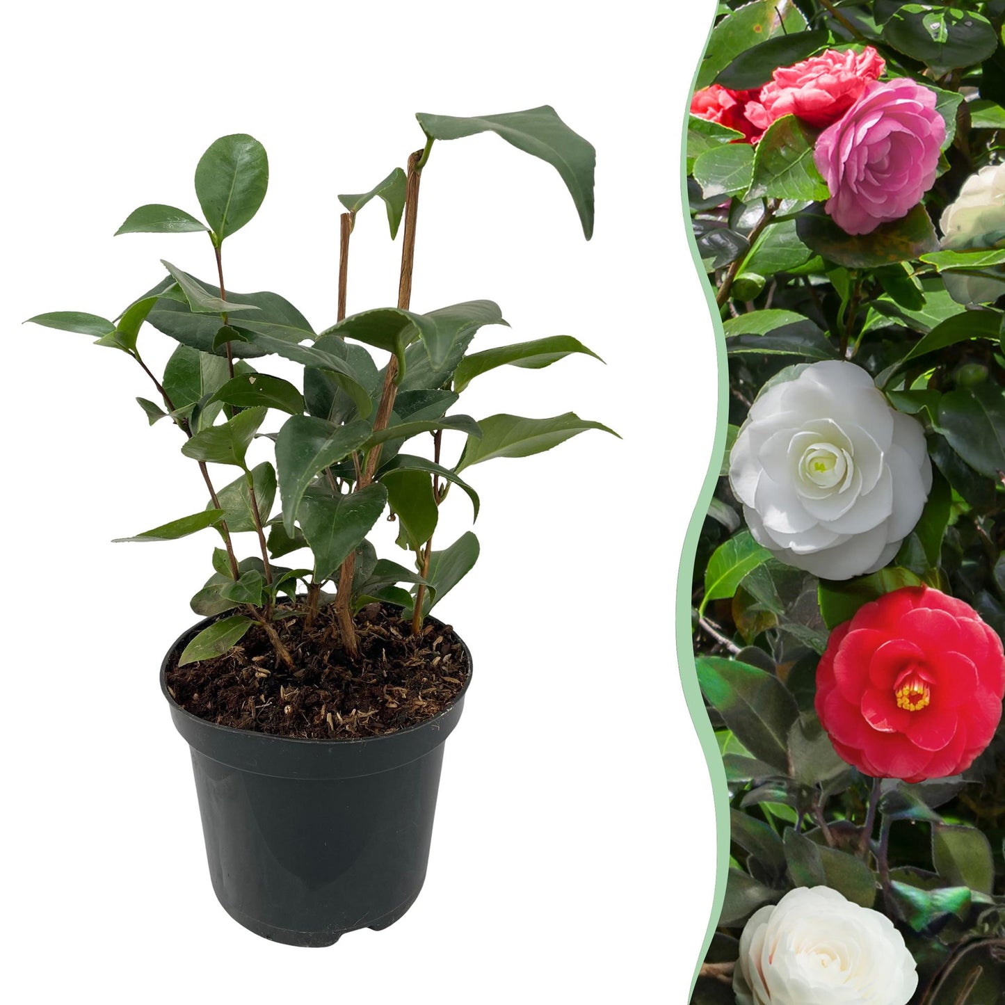 Camelia japonica ‘Tricolour’ – Heester | 1 Plant | Ø15 cm | ↕30 cm | Groenblijvend