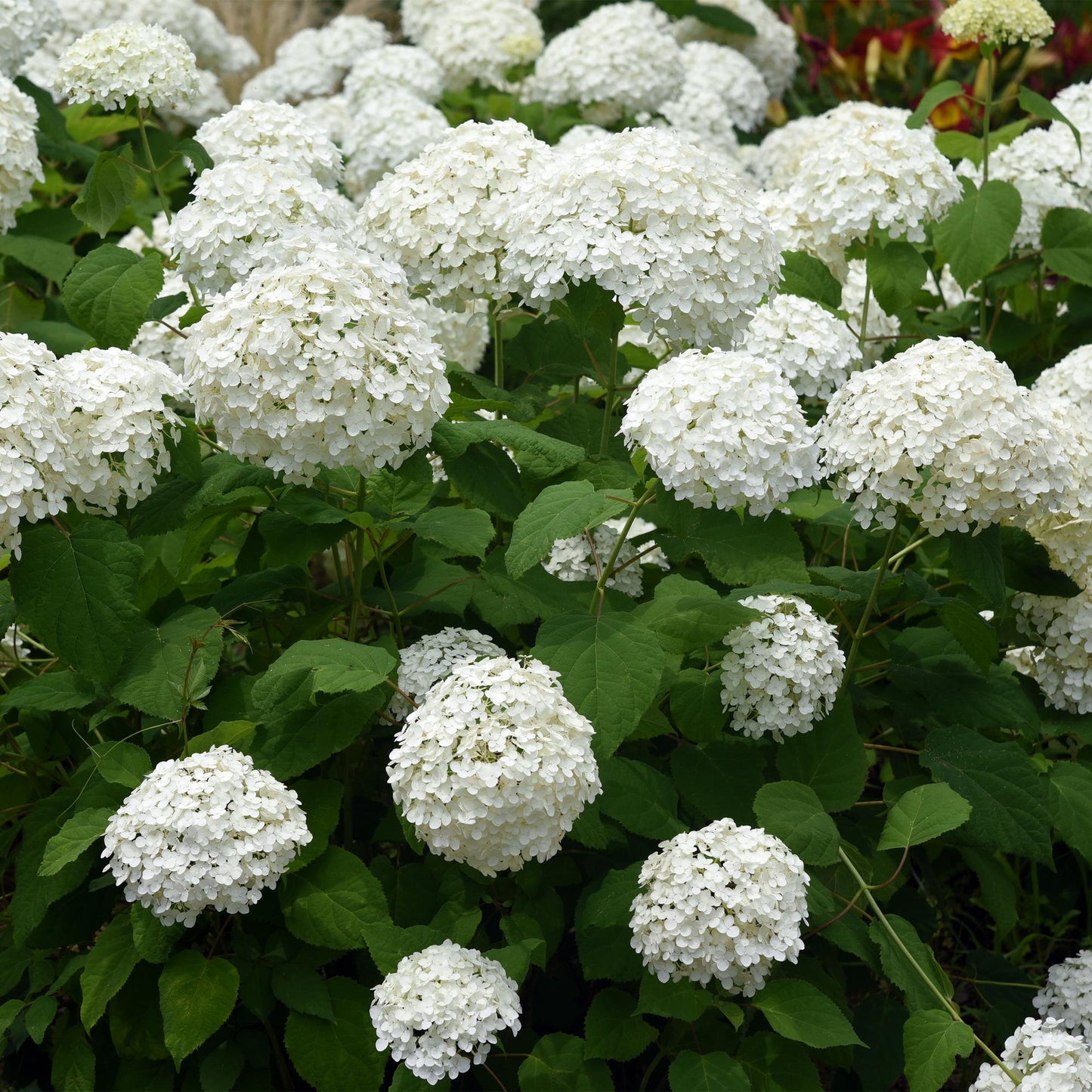 Hydrangea arborescens ‘Annabelle’ – Pluimhortensia | Set van 3 planten | Ø17 cm | ↕50 cm