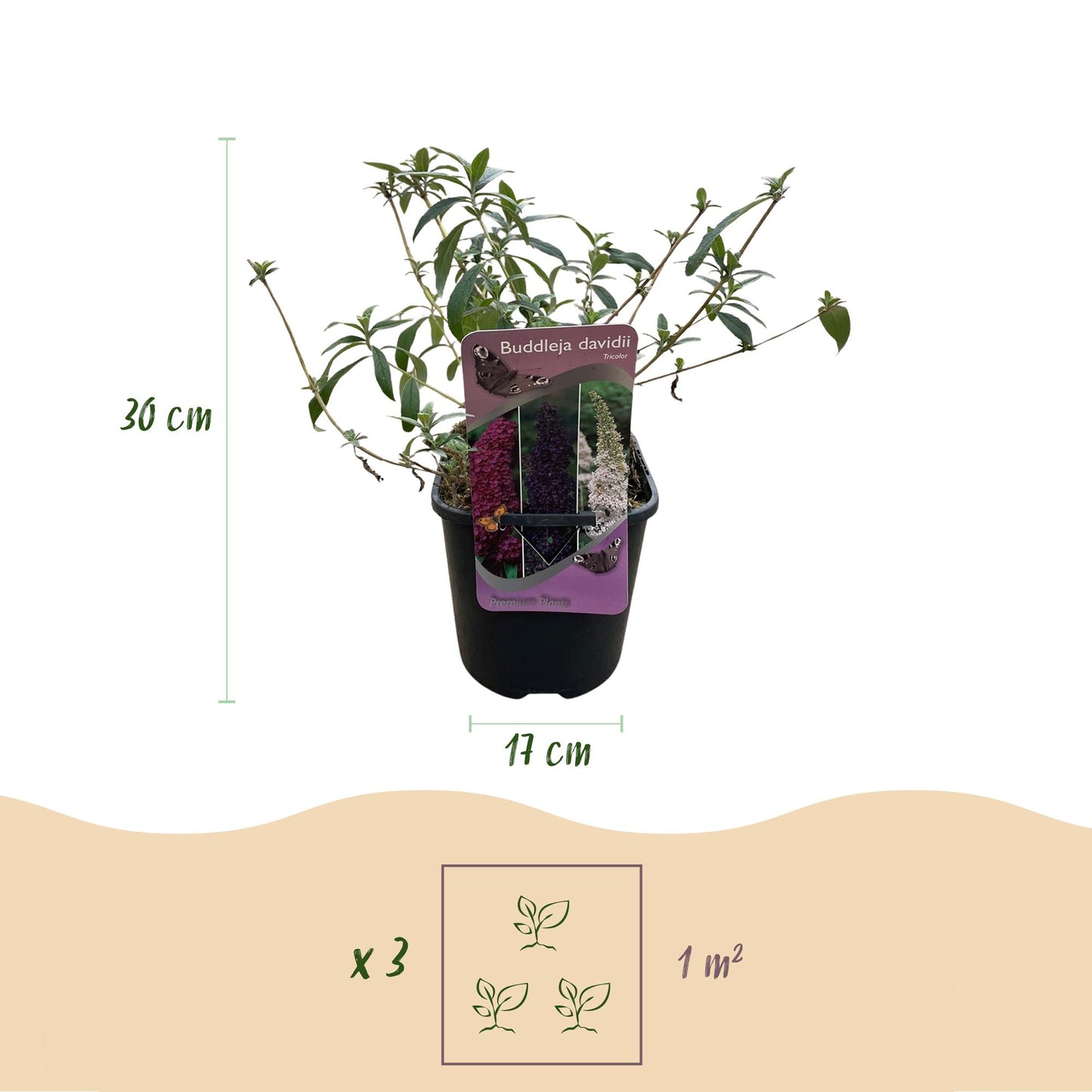 Buddleja davidii ‘Tricolour’ – Vlinderstruik | Set van 3 planten | Ø17 cm | ↕30 cm