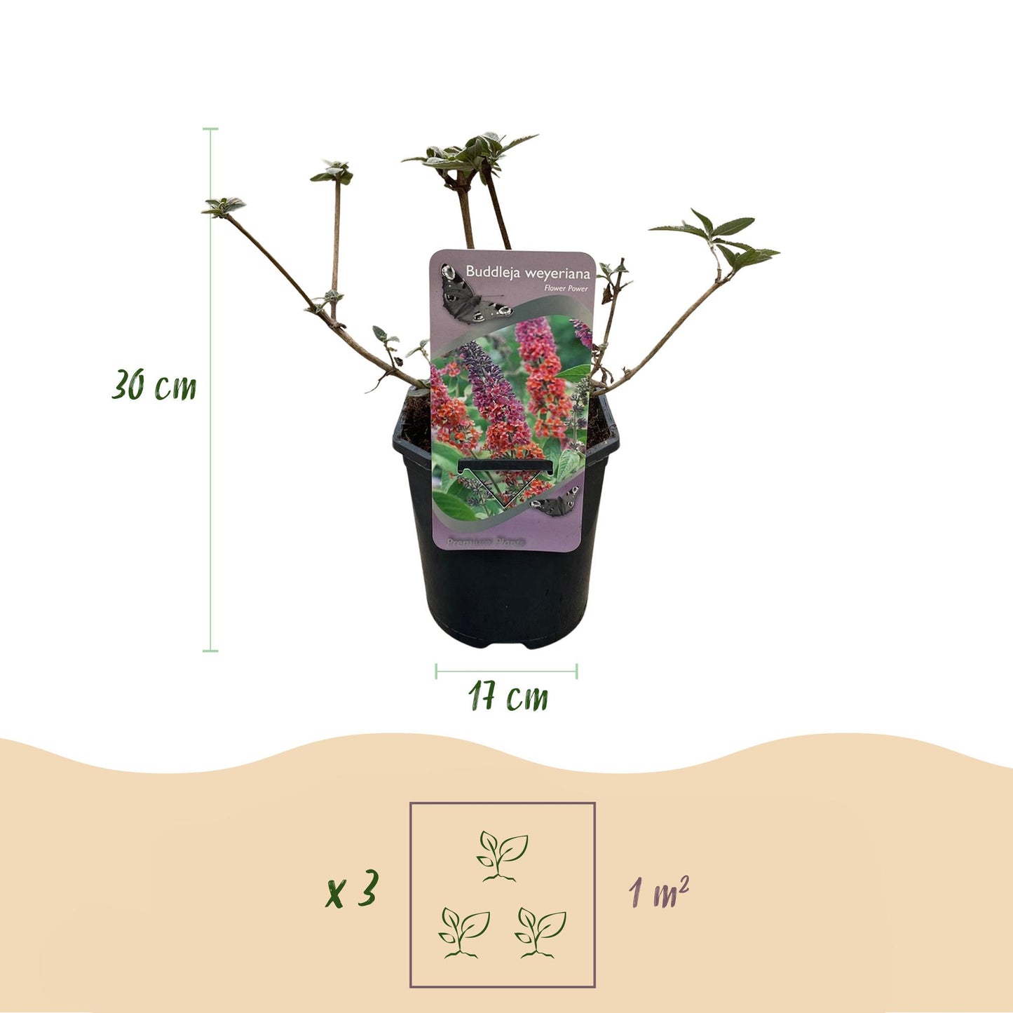 Buddleja davidii ‘Flower Power’ – Vlinderstruik | Set van 3 planten | Ø17 cm | ↕30 cm