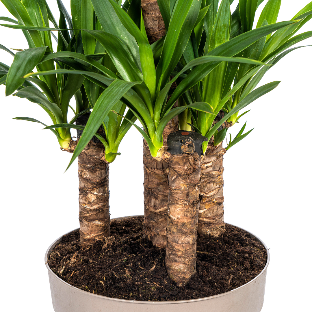 Yucca Elephantipes Γ30cm - β90 - 110cm