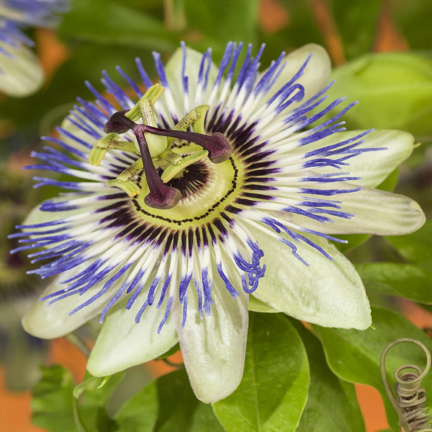 Passiflora caerulea β Passiebloem | Set van 2 planten | Γ11 cm | β40 cm | Weinig onderhoud