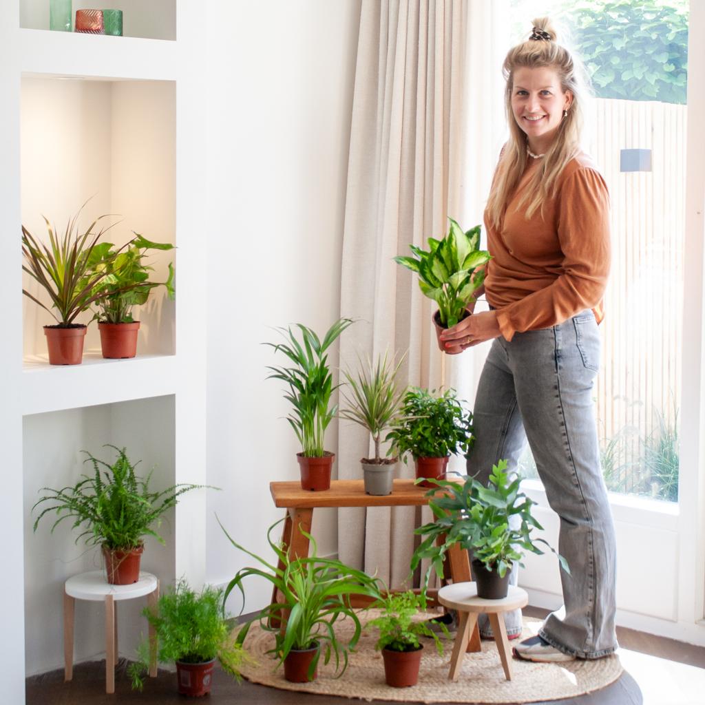 Groene Kneusjesbox (12 stuks)