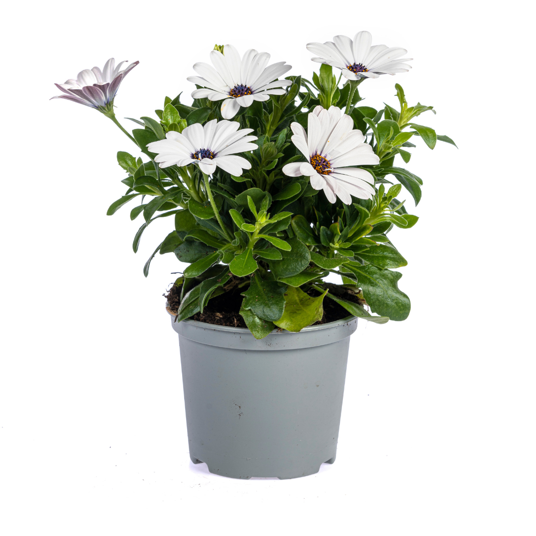 Osteospermum ecklonis Mix β Γ12 cm | β20 cm (Set van 8 planten)
