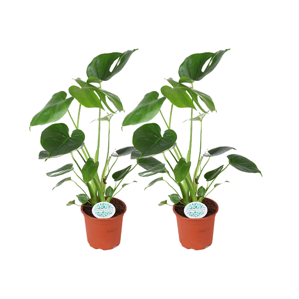 Monstera Deliciosa - 2 stuks - Γ14cm - β45cm