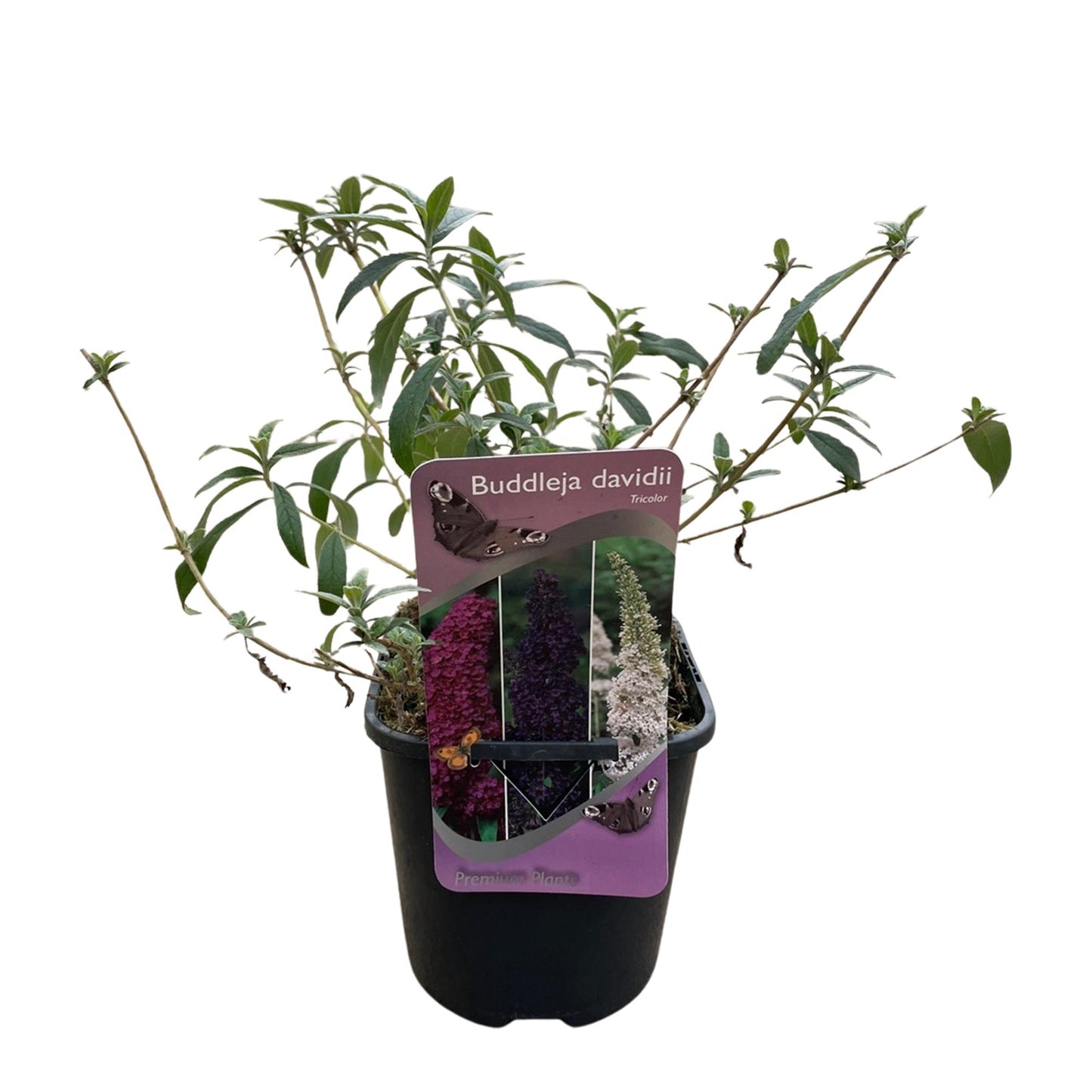 Buddleja davidii ‘Tricolour’ – Vlinderstruik | Set van 3 planten | Ø17 cm | ↕30 cm