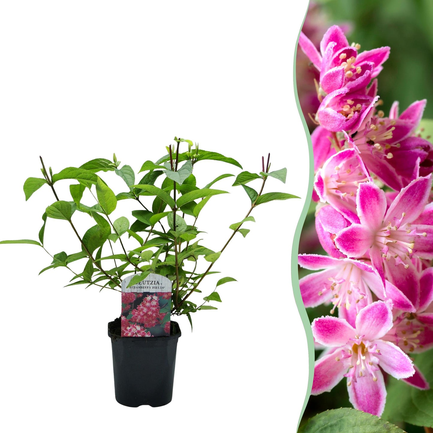 Deutzia hybrida ‘Strawberry Fields’ – Heester | 1 Plant | Ø17 cm | ↕45 cm | Bladverliezend