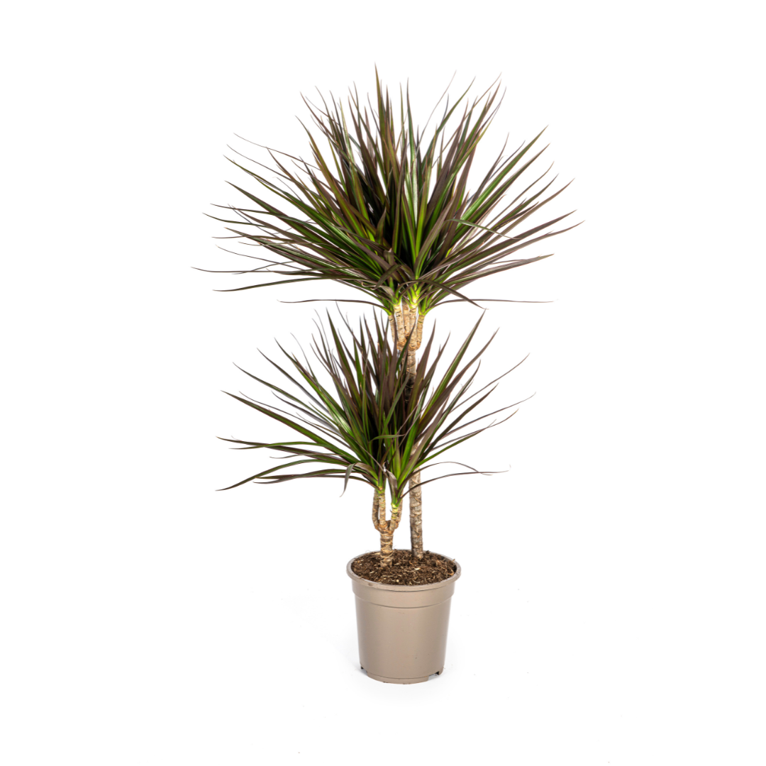Dracaena Marginata Magenta Γ19cm - β70 - 90cm