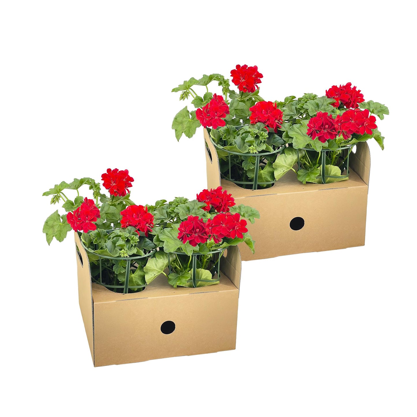 Pelargonium peltatum Violet Ø12 cm - ↕20 cm