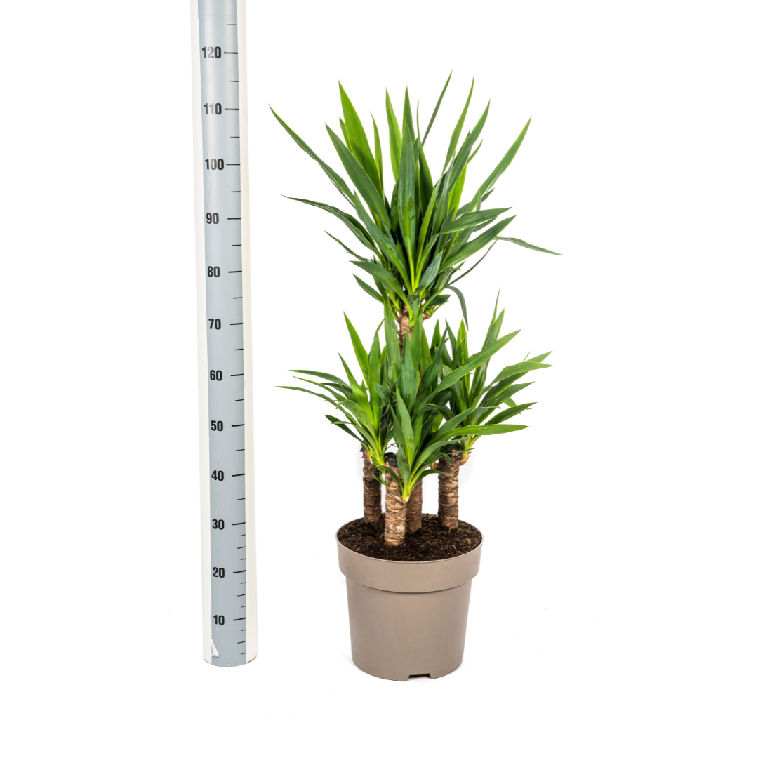 Yucca Elephantipes Γ30cm - β90 - 110cm