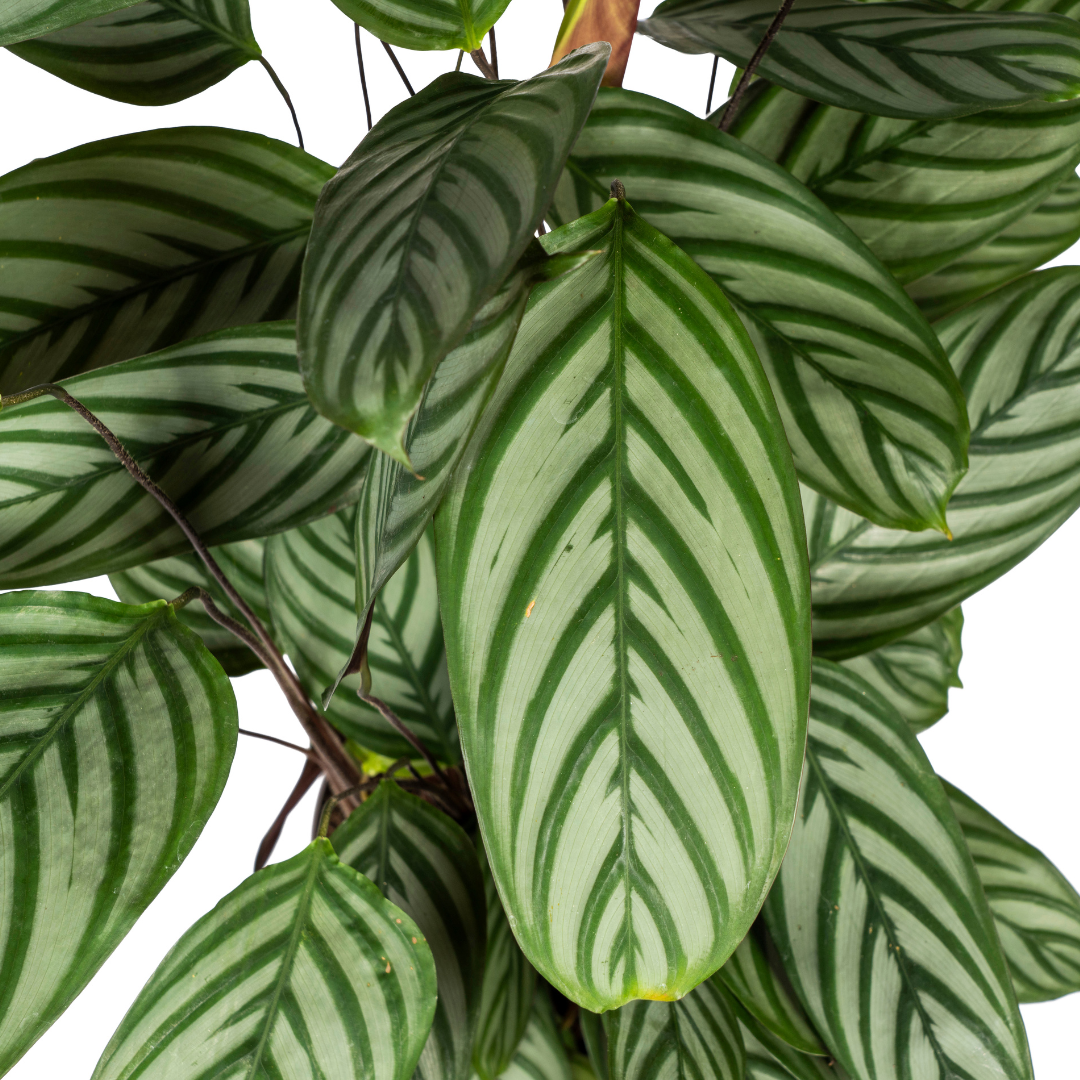 Calathea Oppenheimiana Ø24cm - ↕80 - 100cm