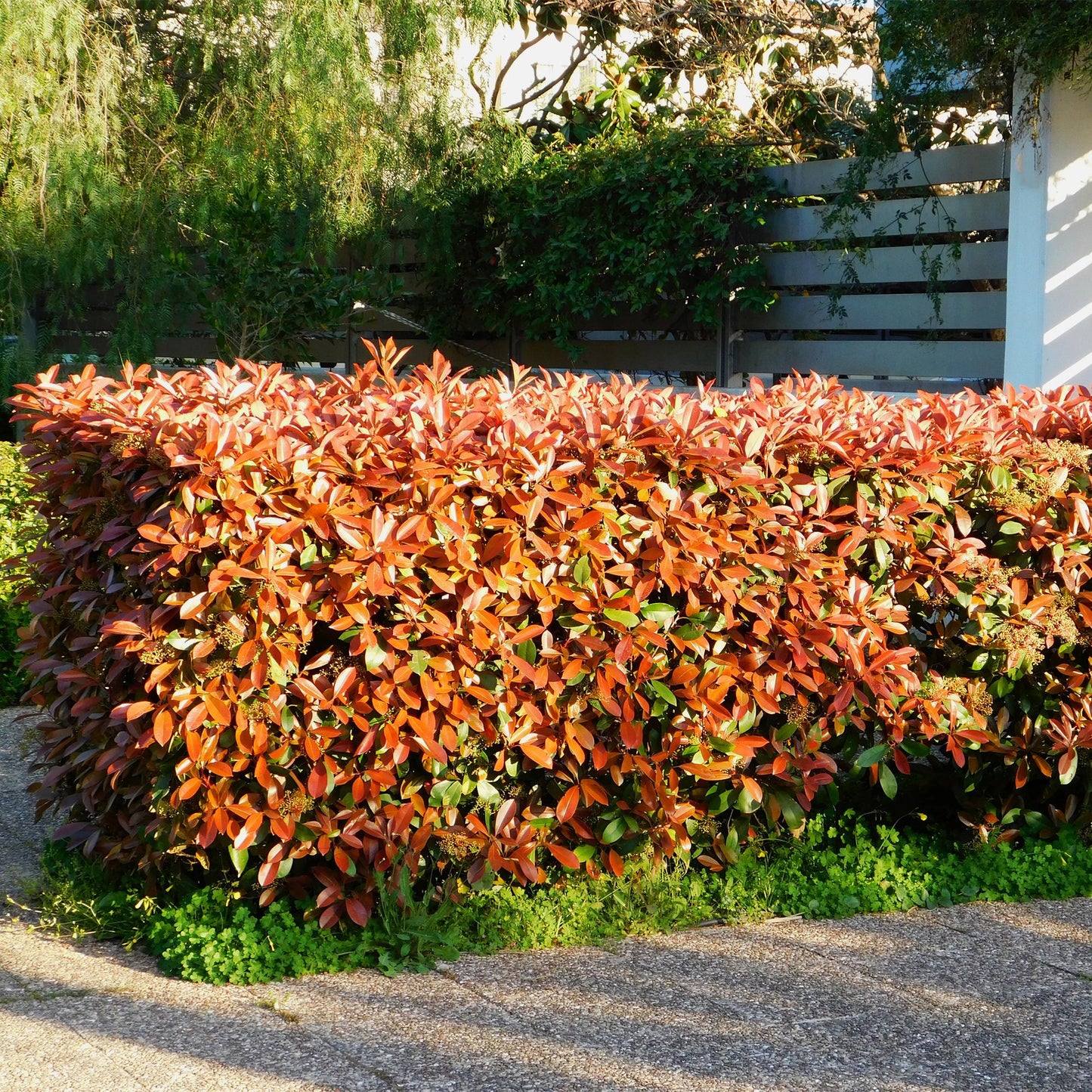 Photinia fraseri ‘Red Robin’ – Haagplant | Set van 6 planten | Ø17 cm | ↕55 cm | Voor 1 strekkende meter