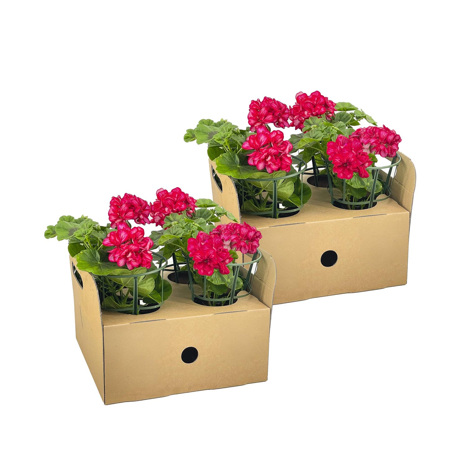 Pelargonium peltatum Violet Ø12 cm - ↕20 cm
