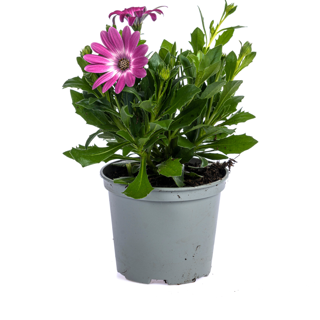 Osteospermum ecklonis Mix β Γ12 cm | β20 cm (Set van 8 planten)