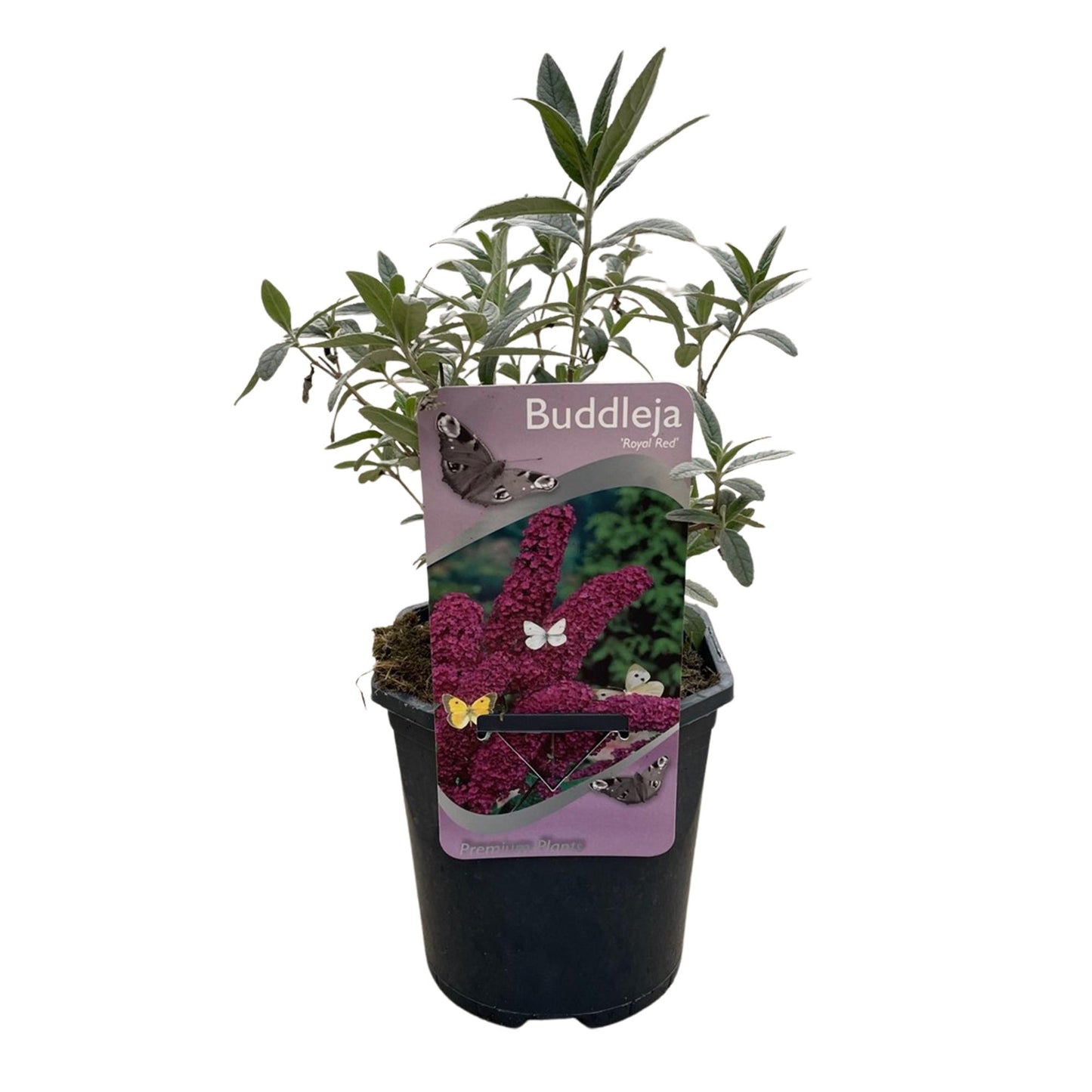 Buddleja davidii ‘Royal Red’ – Vlinderstruik | Ø17 cm | ↕25 cm