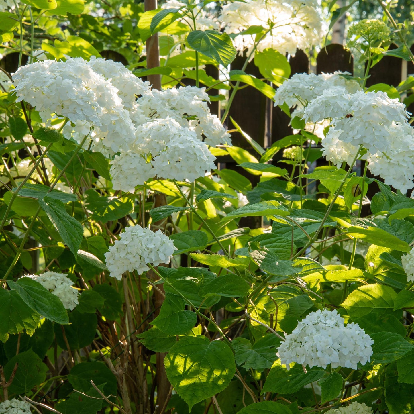 Hydrangea arborescens ‘Annabelle’ – Pluimhortensia | Set van 3 planten | Ø17 cm | ↕50 cm