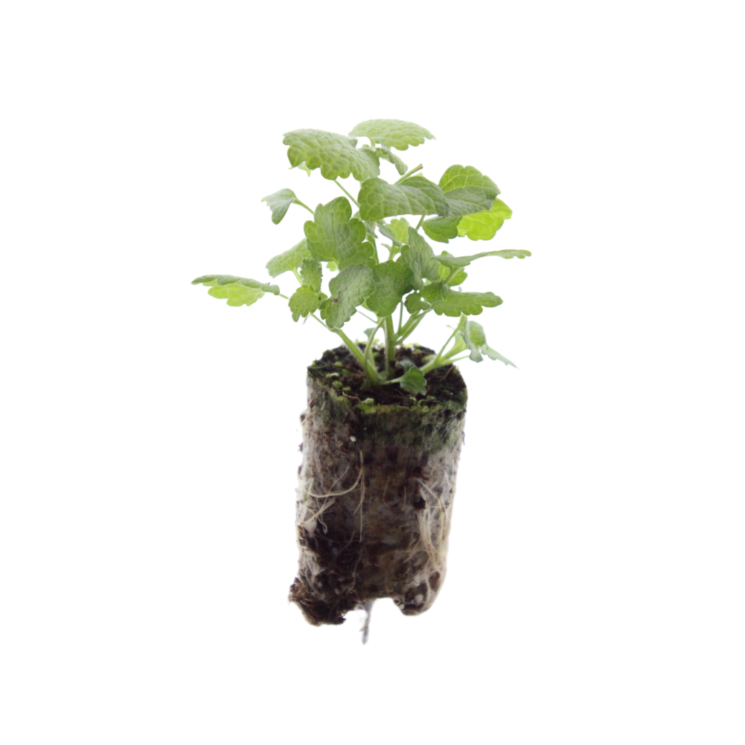 Lamium – 6 Plugplanten | Kweek & Geniet van een Prachtige Bodembedekker
