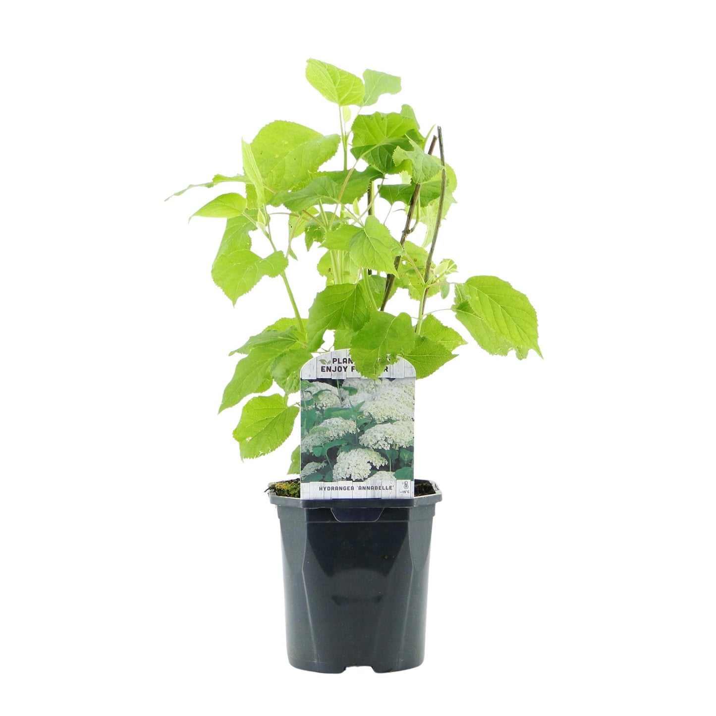 Hydrangea arborescens ‘Annabelle’ – Pluimhortensia | Set van 3 planten | Ø17 cm | ↕50 cm