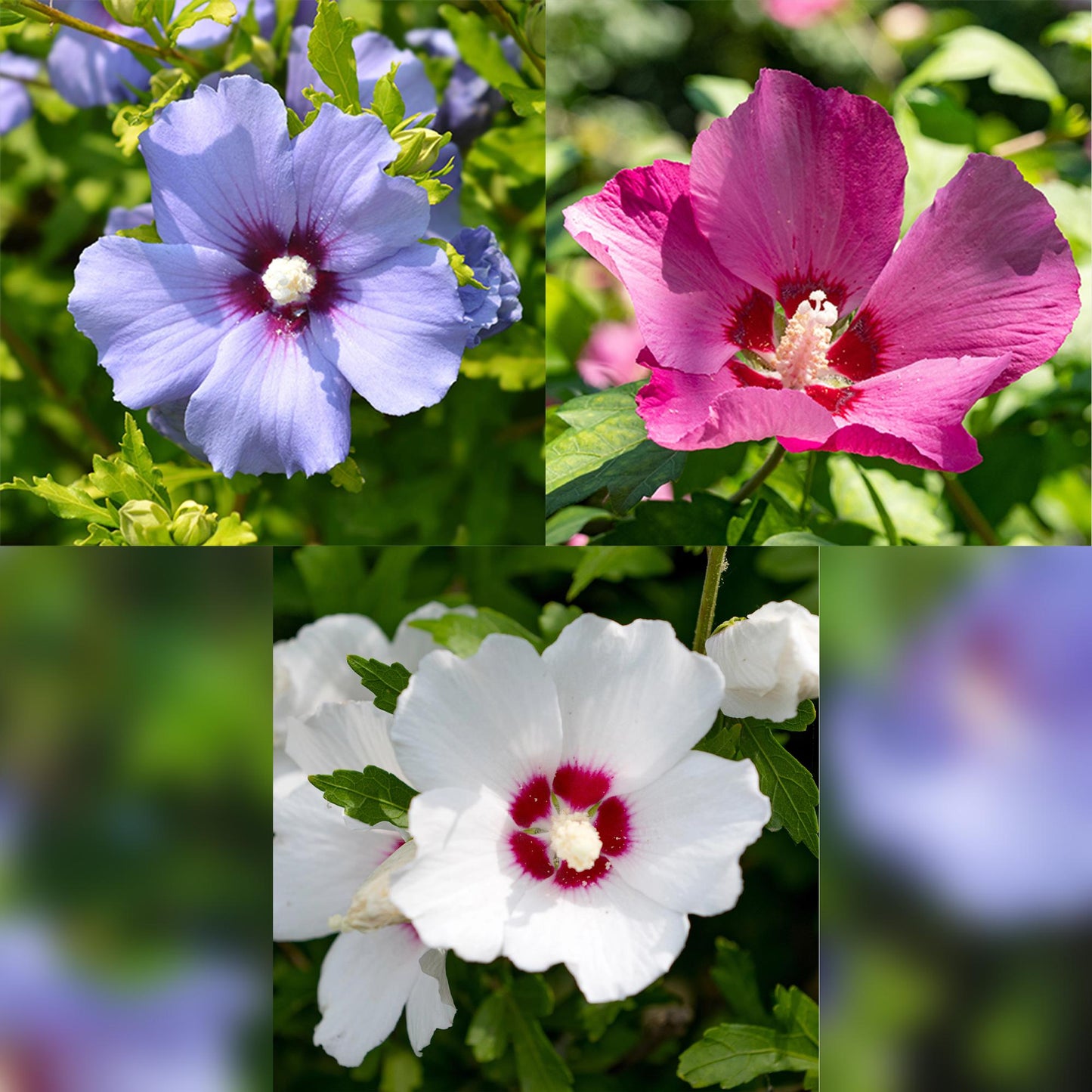 Hibiscus syriacus Tricolour – Set van 3 planten | Ø17 cm | ↕45 cm