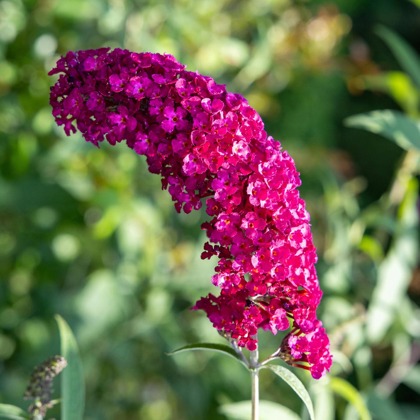 Buddleja davidii ‘Royal Red’ – Vlinderstruik | Ø17 cm | ↕25 cm