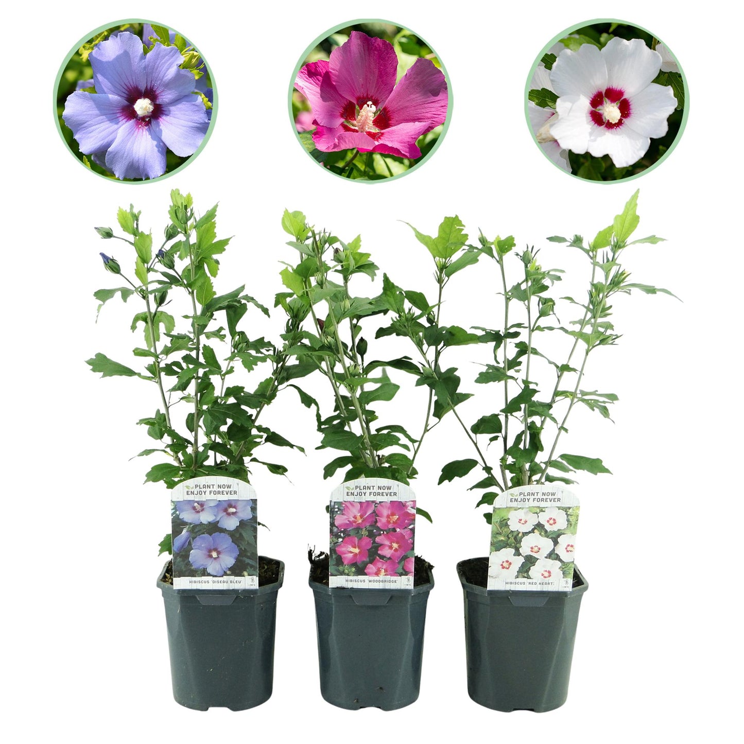 Hibiscus syriacus Tricolour – Set van 3 planten | Ø17 cm | ↕45 cm