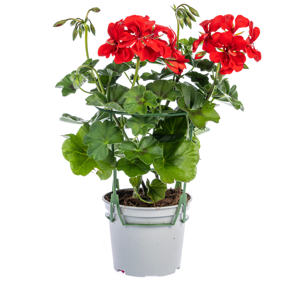 Pelargonium peltatum Rood Ø12 cm - ↕20 cm